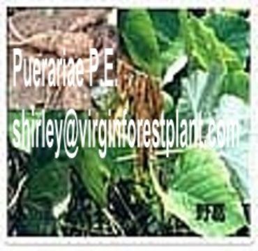 Puerariae P.E. (Shirley At Virginforestplant Dot Com)